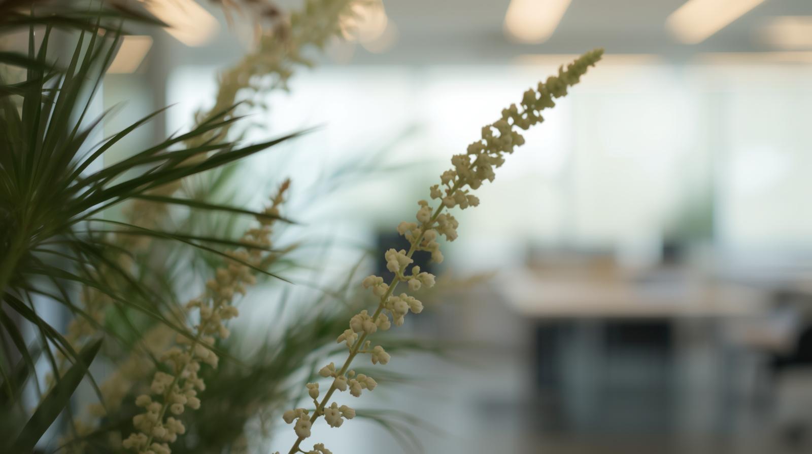 Indoor office plants with a blurred workspace, illustrating a calm, supportive environment for Wellington-based employment relations services serving New Zealand wide.
